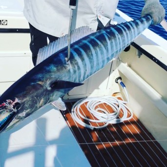 a person holding a fish