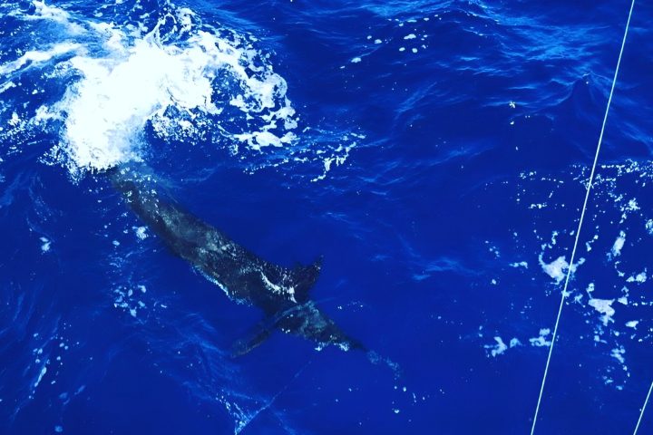 a group of clear blue water